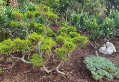 Chamaecyparas-Laurel-Pruned_H160